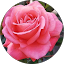 Rose Verzosa